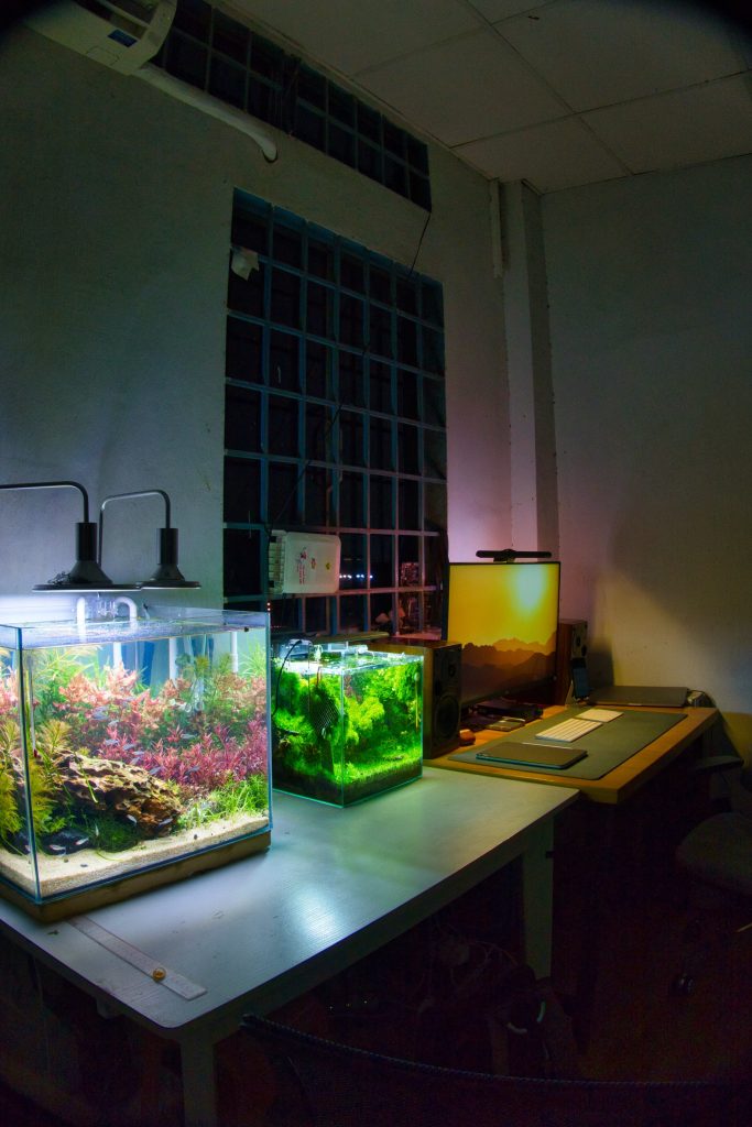 two cube planted tanks on a desk with leds shining down on them