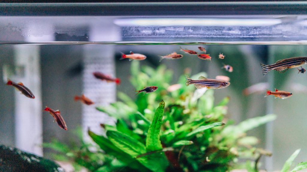 guppy tank with led light source