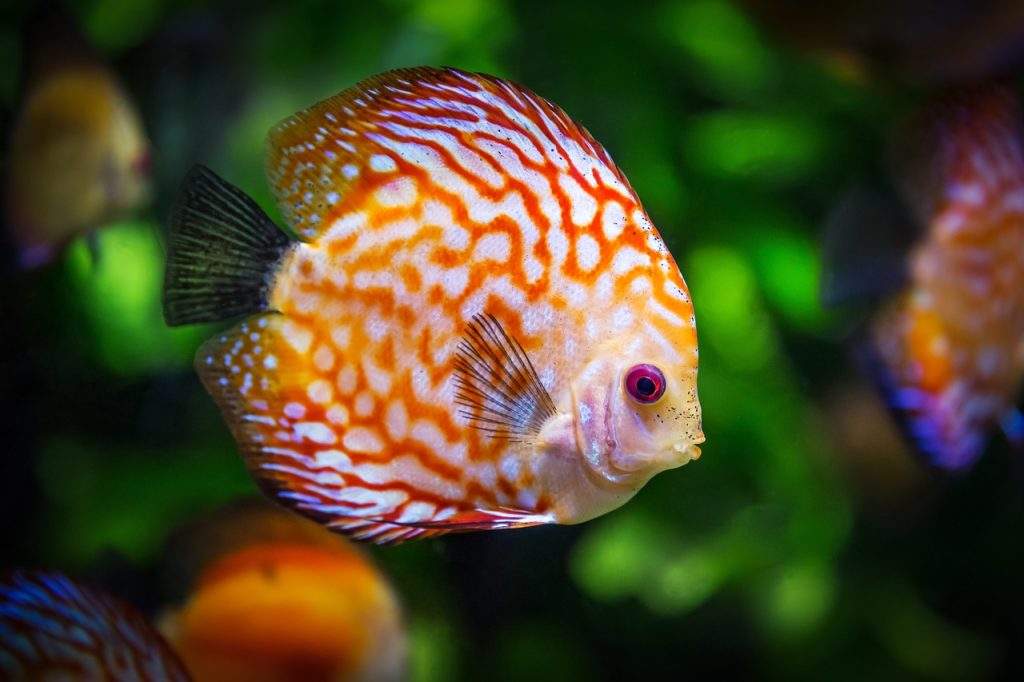 discus fish, snakeskin well lit up