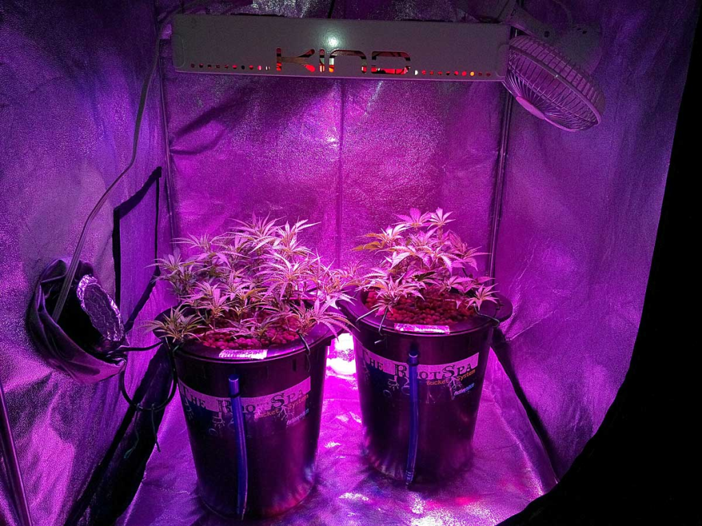 a growing tent using led lights