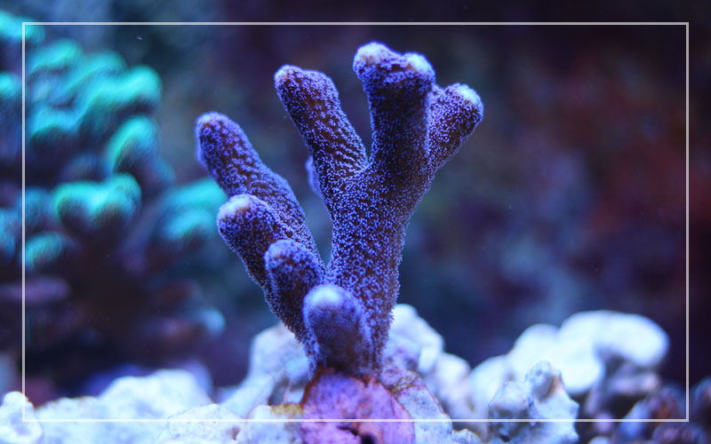 purple coral frag