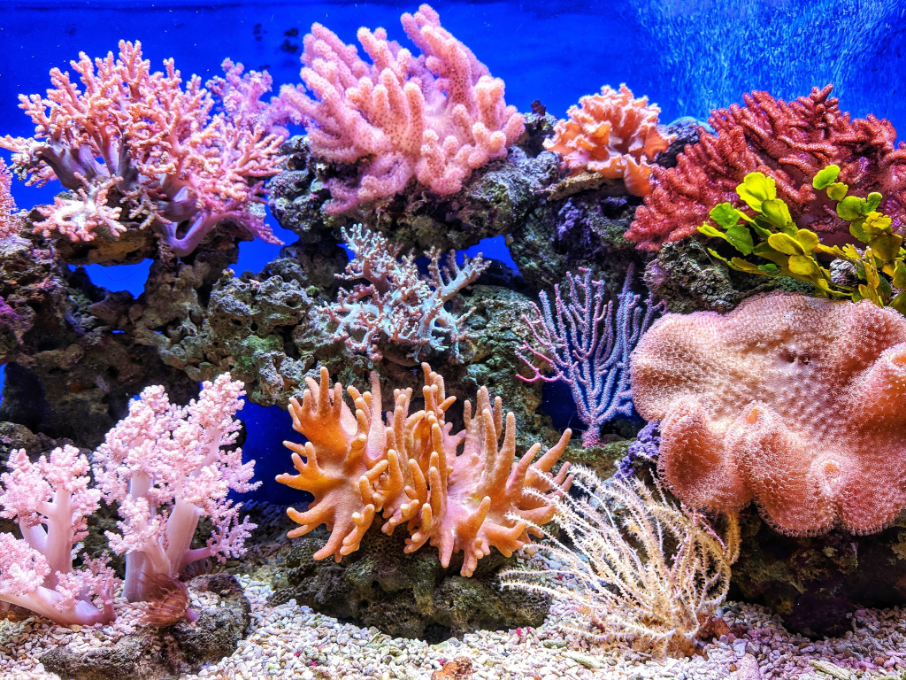 nice and healthy look reef