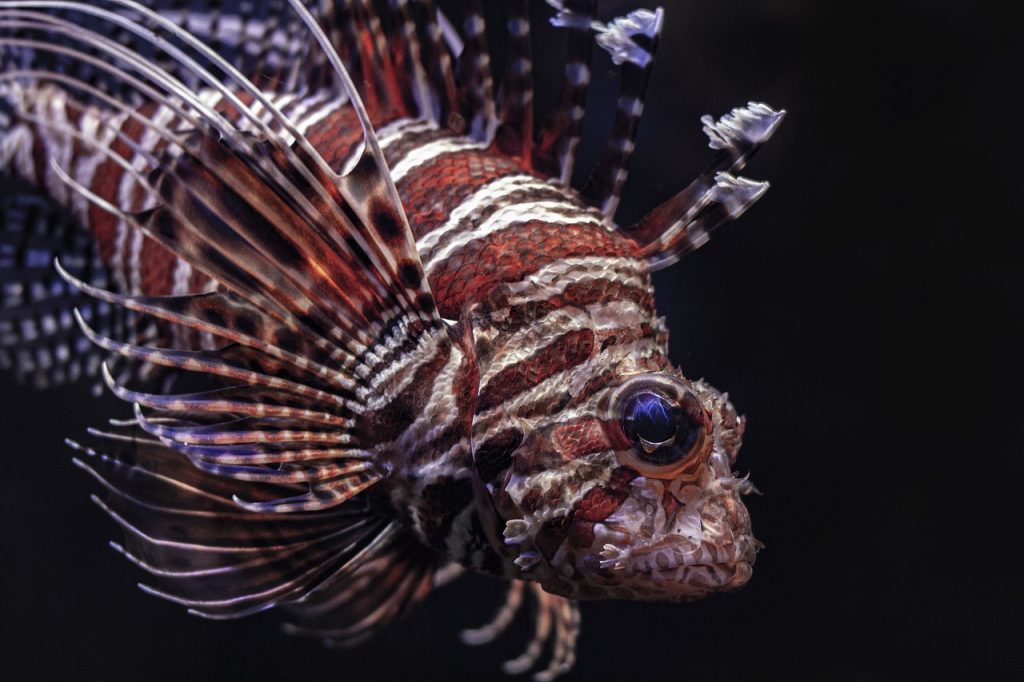 lionfish, fish swimming in a tank